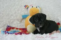 Ivy Shipping Included, a female Puggle for sale in Pottersville, MO – Photo 5 of 6