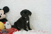 Jiffy Shipping Included, a male Puggle for sale in Pottersville, MO – 3 of 7