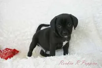 Jiffy Shipping Included, a male Puggle for sale in Pottersville, MO – 1 of 7