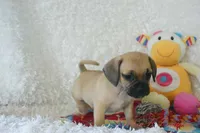 Sadie Shipping Included, a female Puggle for sale in Pottersville, MO – 6 of 6