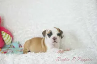 Fancy Shipping Included, a female English Bulldog and Puggle for sale in Pottersville, MO – 8 of 9