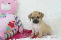 Annie Shipping Included, a female Puggle for sale in Pottersville, MO – 6 of 6