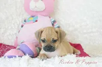 Annie Shipping Included, a female Puggle for sale in Pottersville, MO – 5 of 6