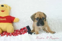 Roman Shipping Included, a male English Bulldog and Puggle for sale in Pottersville, MO – 4 of 7