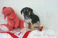 Angel Shipping Included, a female Puggle for sale in Pottersville, MO – 6 of 7