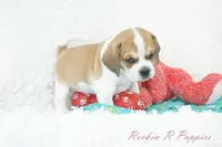 Ottie Shipping Included, a male Puggle for sale in Pottersville, MO – 9 of 10