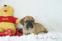 Roman Shipping Included, a male English Bulldog and Puggle for sale in Pottersville, MO – 6 of 7