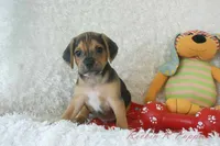 Jax Shipping Included, a male Puggle for sale in Pottersville, MO – 4 of 6