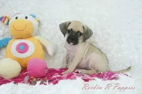 Sky Shipping Included , a female Puggle for sale in Pottersville, MO – Photo 6 of 6