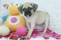 Sky Shipping Included , a female Puggle for sale in Pottersville, MO – Photo 2 of 6