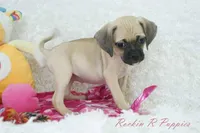 Sky Shipping Included , a female Puggle for sale in Pottersville, MO – Photo 5 of 6