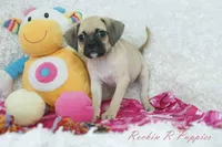 Sky Shipping Included , a female Puggle for sale in Pottersville, MO – Photo 4 of 6