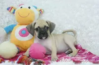 Sky Shipping Included , a female Puggle for sale in Pottersville, MO – Photo 1 of 6