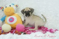 Sky Shipping Included , a female Puggle for sale in Pottersville, MO – Photo 3 of 6