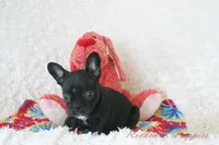 Mable Shipping Included, a female Frenchton for sale in Pottersville, MO – 4 of 5