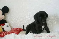 Jiffy Shipping Included, a male Puggle for sale in Pottersville, MO – 5 of 7