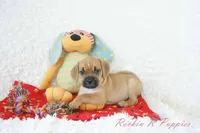 Ritz Shipping Included, a male Puggle for sale in Pottersville, MO – 4 of 6