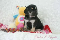 Berry Shipping Included, a female Puggle for sale in Pottersville, MO – 8 of 8