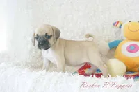 Polly Shipping Included, a female Puggle for sale in Pottersville, MO – 8 of 8
