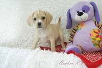 Booker Shipping Included, a male Puggle for sale in Pottersville, MO – Photo 4 of 5