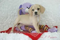 Booker Shipping Included, a male Puggle for sale in Pottersville, MO – Photo 3 of 5