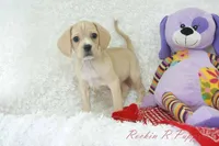 Booker Shipping Included, a male Puggle for sale in Pottersville, MO – Photo 2 of 5