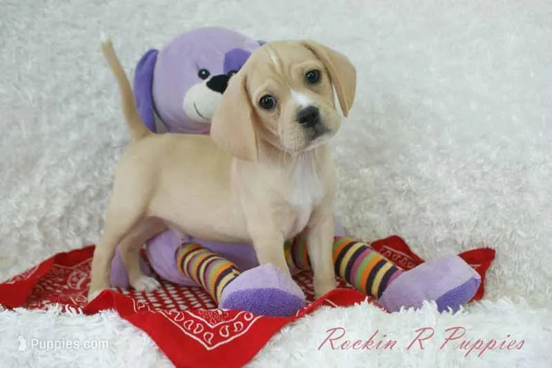 Booker Shipping Included – Puggle puppy for sale in Pottersville, MO