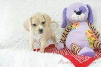 Booker Shipping Included, a male Puggle for sale in Pottersville, MO – Photo 5 of 5