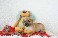 Ritz Shipping Included, a male Puggle for sale in Pottersville, MO – 5 of 6