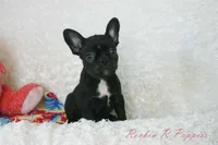 Mable Shipping Included, a female Frenchton for sale in Pottersville, MO – 2 of 5