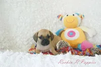 Sadie Shipping Included, a female Puggle for sale in Pottersville, MO – 5 of 6