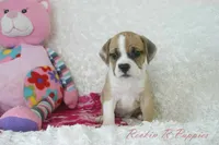 Keely Shipping Included, a female English Bulldog and Puggle for sale in Pottersville, MO – 5 of 7
