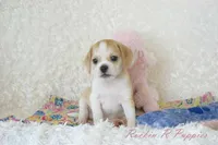 Ellie Shipping Included, a female Puggle for sale in Pottersville, MO – 3 of 6