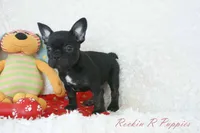 Asher Shipping Included, a male Frenchton for sale in Pottersville, MO – 7 of 7