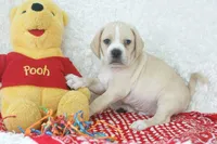 Happy Shipping Included, a male Puggle for sale in Pottersville, MO – Photo 6 of 6