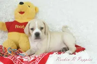 Happy Shipping Included, a male Puggle for sale in Pottersville, MO – Photo 2 of 6