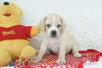 Happy Shipping Included, a male Puggle for sale in Pottersville, MO – Photo 5 of 6