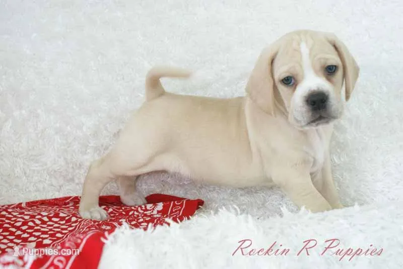 Happy Shipping Included – Puggle puppy for sale in Pottersville, MO