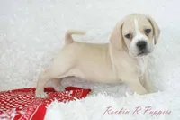 Happy Shipping Included, a male Puggle for sale in Pottersville, MO – Photo 1 of 6