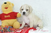 Happy Shipping Included, a male Puggle for sale in Pottersville, MO – Photo 3 of 6