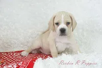 Happy Shipping Included, a male Puggle for sale in Pottersville, MO – Photo 4 of 6