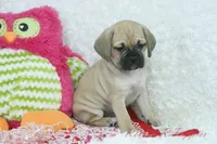 Juno Shipping Included, a female Puggle for sale in Pottersville, MO – 6 of 7