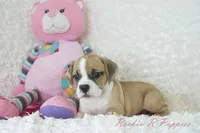 Keely Shipping Included, a female English Bulldog and Puggle for sale in Pottersville, MO – 4 of 7