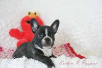 Lizzy Shipping Included, a female Frenchton for sale in Pottersville, MO – 3 of 6