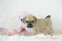 Roxy Shipping Included, a female Puggle for sale in Pottersville, MO – 7 of 7