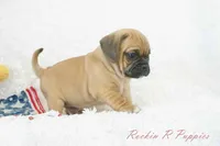 Ollie Shipping Included, a male Puggle for sale in Pottersville, MO – 4 of 5