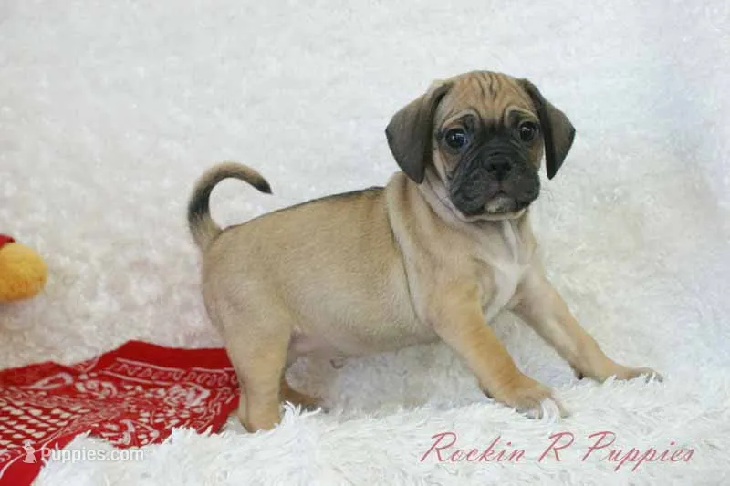 Percy Shipping Included