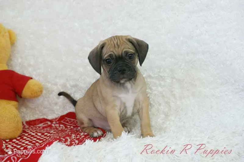 Percy Shipping Included – Puggle puppy for sale in Pottersville, MO
