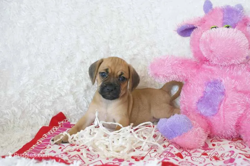 Dandy Shipping Included – Puggle puppy for sale in Pottersville, MO