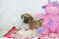 Dandy Shipping Included, a female Puggle for sale in Pottersville, MO – 1 of 6